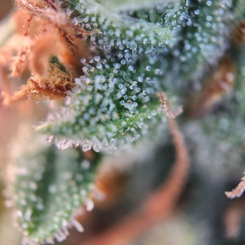 Zamnesia Sunset Sherbet #1 growlog timeline photo