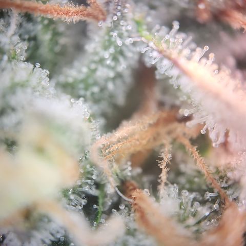 Zamnesia Sundae Driver #1 growlog timeline photo