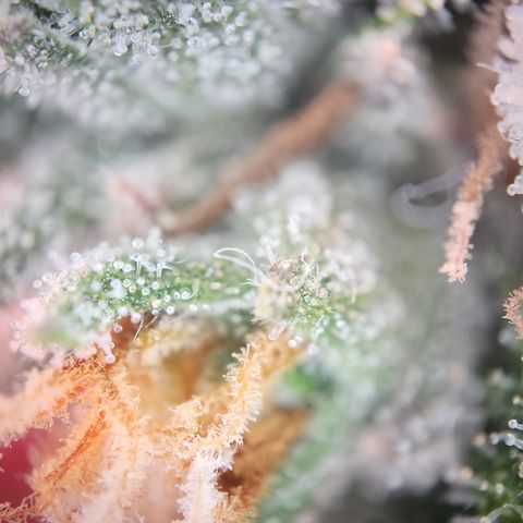 Zamnesia Sundae Driver #1 growlog timeline photo