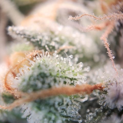 Zamnesia Sundae Driver #1 growlog timeline photo