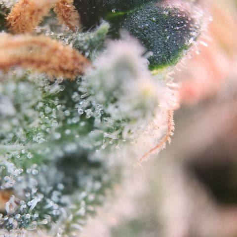 Zamnesia Sundae Driver #1 growlog timeline photo