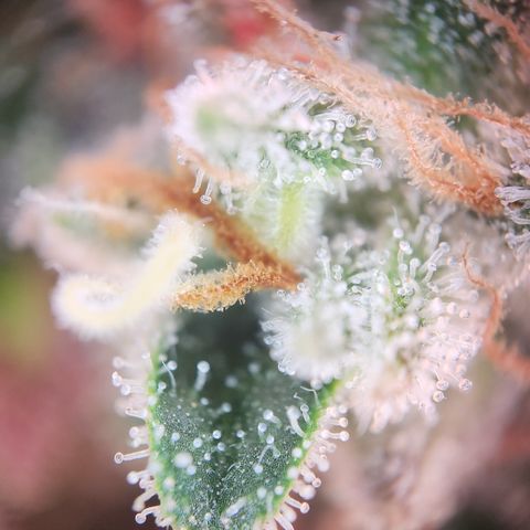 Zamnesia Sundae Driver #1 growlog timeline photo