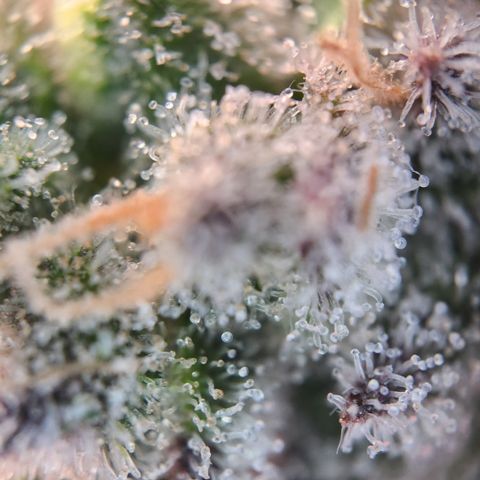 Zamnesia White Widow #1 growlog timeline photo