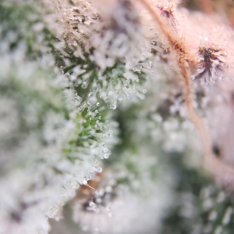 Zamnesia White Widow #1 growlog timeline photo
