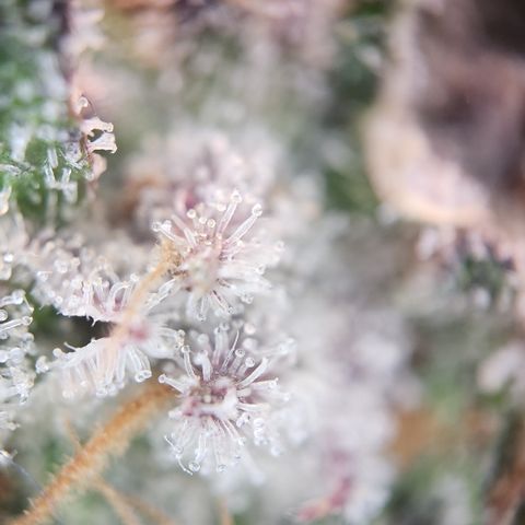 Zamnesia White Widow #1 growlog timeline photo