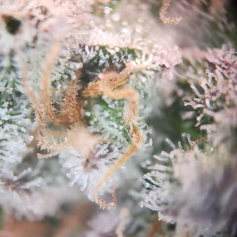 Zamnesia White Widow #1 growlog timeline photo