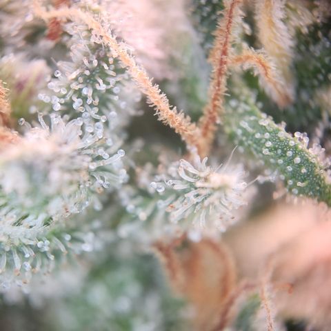 Zamnesia Skywalker OG #1 growlog timeline photo