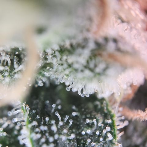 Zamnesia Skywalker OG #1 growlog timeline photo