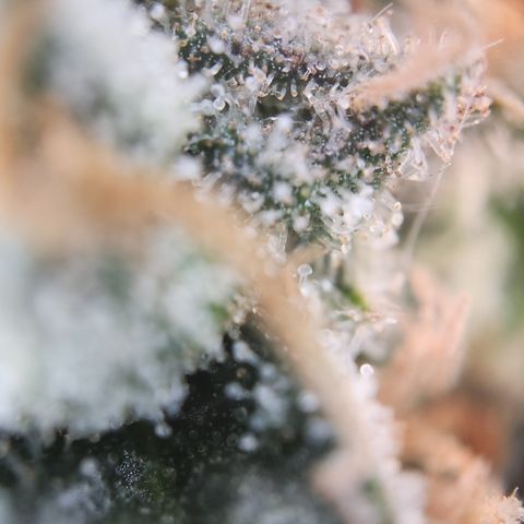 Zamnesia Skywalker OG #1 growlog timeline photo
