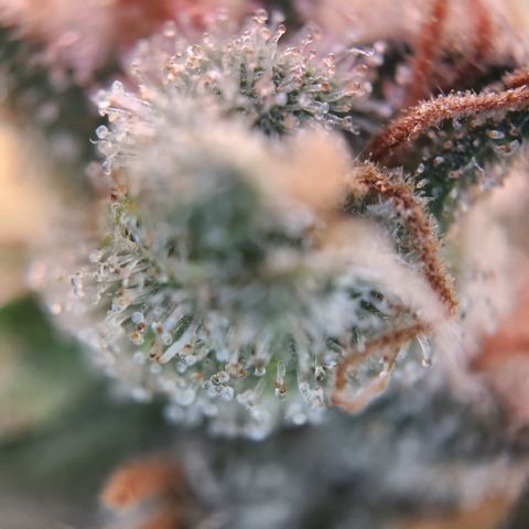 Zamnesia Skywalker OG #1 growlog timeline photo