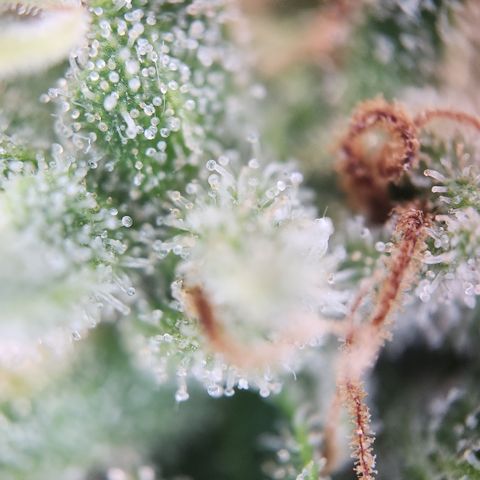 Zamnesia Sunset Sherbet #1 growlog timeline photo