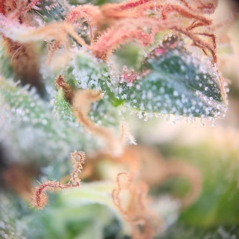 Zamnesia Sunset Sherbet #1 growlog timeline photo