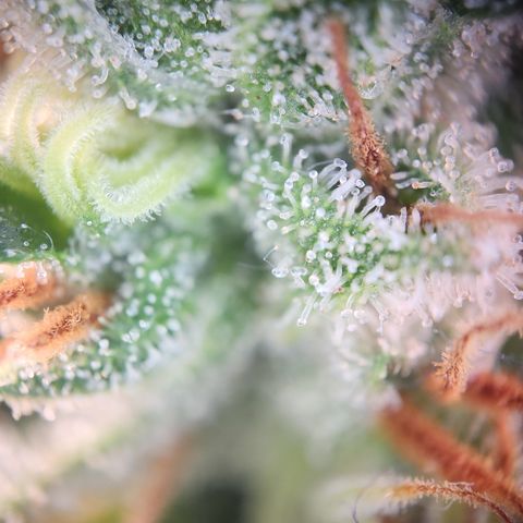 Zamnesia Sunset Sherbet #1 growlog timeline photo