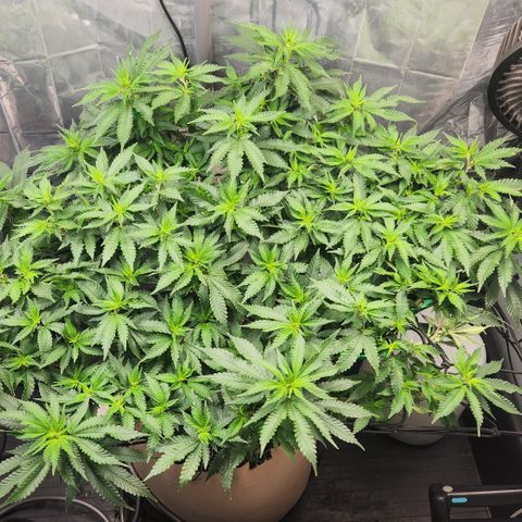 Humboldt Orange Creampop #1 growlog timeline photo