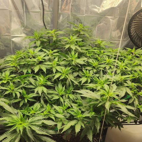 Humboldt Orange Creampop #1 growlog timeline photo