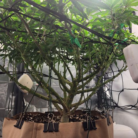 Humboldt Orange Creampop #1 growlog timeline photo
