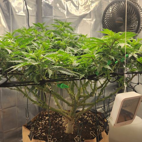 Humboldt Orange Creampop #1 growlog timeline photo
