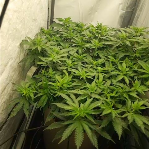 Humboldt Orange Creampop #1 growlog timeline photo