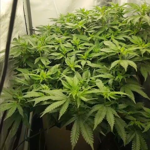 Humboldt Orange Creampop #1 growlog timeline photo