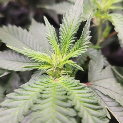 Humboldt Orange Creampop #1 growlog photo: Erste Blüteanzeichen
