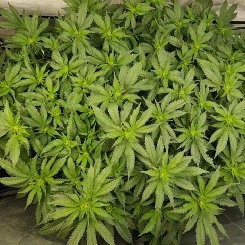 Humboldt Orange Creampop #1 growlog photo: Kamera umgebaut...