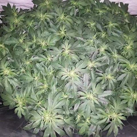 Humboldt Orange Creampop #1 growlog timeline photo