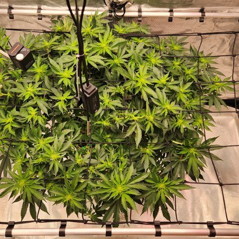 Humboldt Orange Creampop #1 growlog timeline photo