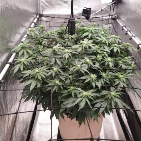 Humboldt Orange Creampop #1 growlog timeline photo
