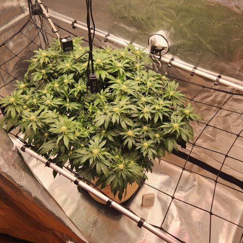 Humboldt Orange Creampop #1 growlog timeline photo