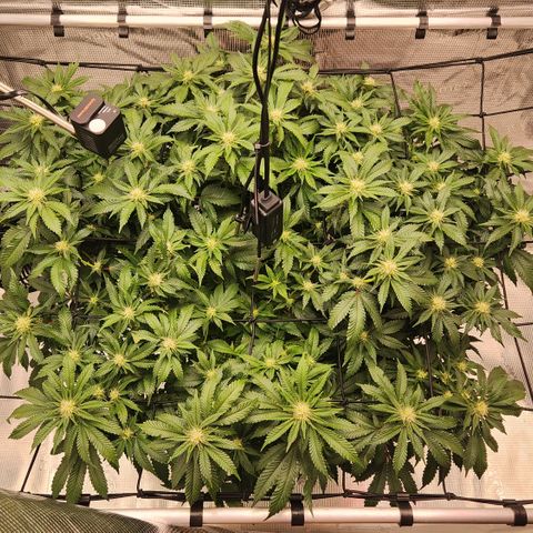 Humboldt Orange Creampop #1 growlog timeline photo