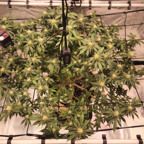 Humboldt Orange Creampop #1 growlog timeline photo