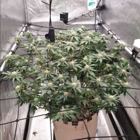 Humboldt Orange Creampop #1 growlog timeline photo