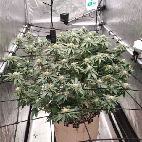 Humboldt Orange Creampop #1 growlog timeline photo