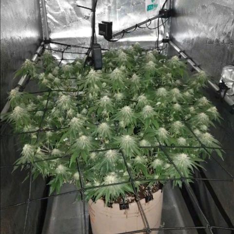 Humboldt Orange Creampop #1 growlog timeline photo