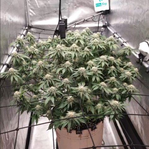 Humboldt Orange Creampop #1 growlog timeline photo