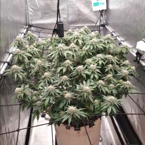 Humboldt Orange Creampop #1 growlog timeline photo