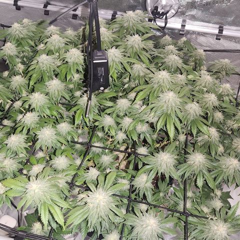 Humboldt Orange Creampop #1 growlog timeline photo