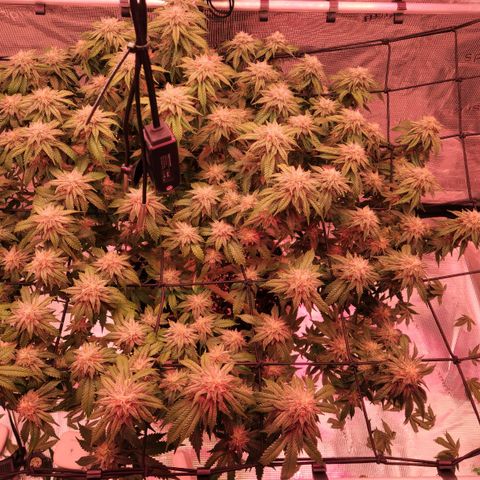 Humboldt Orange Creampop #1 growlog timeline photo