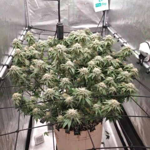 Humboldt Orange Creampop #1 growlog timeline photo