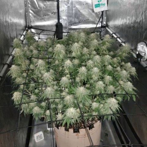 Humboldt Orange Creampop #1 growlog timeline photo