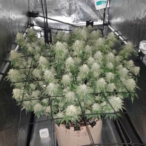 Humboldt Orange Creampop #1 growlog timeline photo