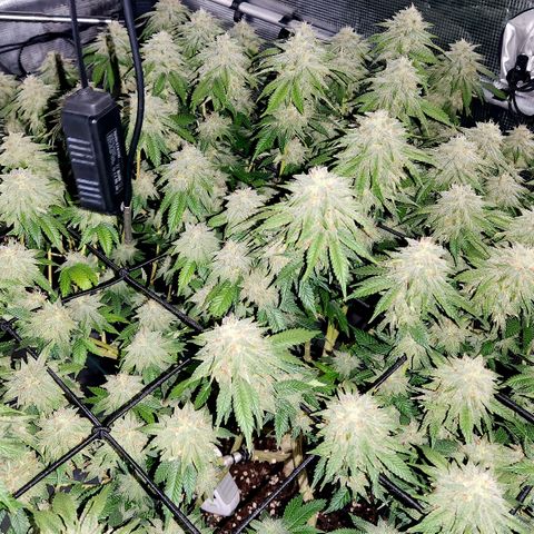 Humboldt Orange Creampop #1 growlog timeline photo