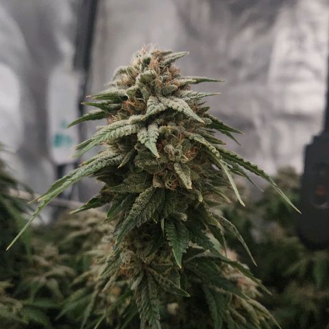 Humboldt Orange Creampop #1 growlog timeline photo