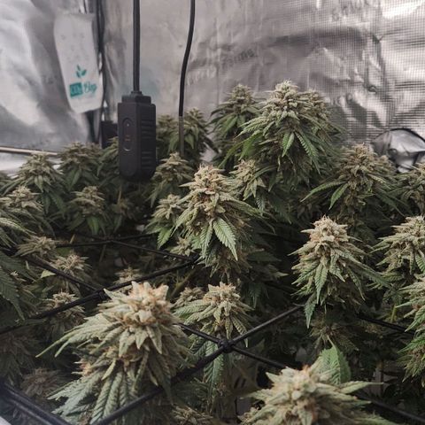 Humboldt Orange Creampop #1 growlog timeline photo