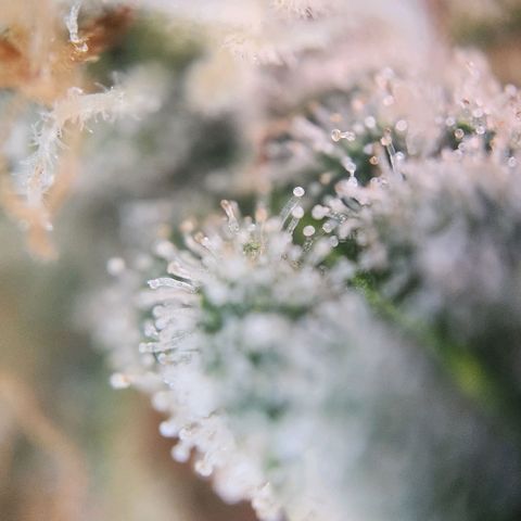 Humboldt Orange Creampop #1 growlog timeline photo