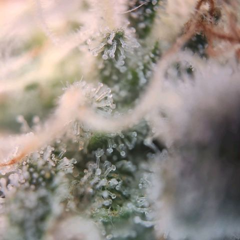 Humboldt Orange Creampop #1 growlog timeline photo
