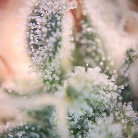 Humboldt Orange Creampop #1 growlog timeline photo