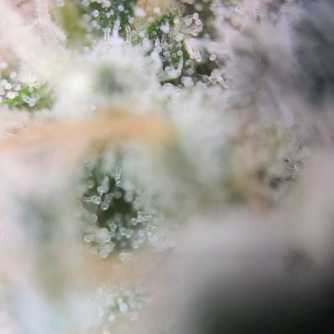 Humboldt Orange Creampop #1 growlog timeline photo