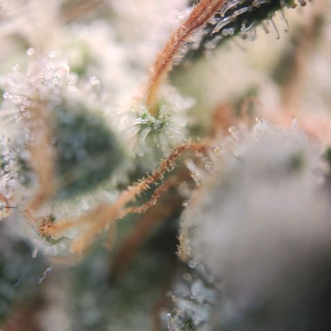 Humboldt Orange Creampop #1 growlog timeline photo