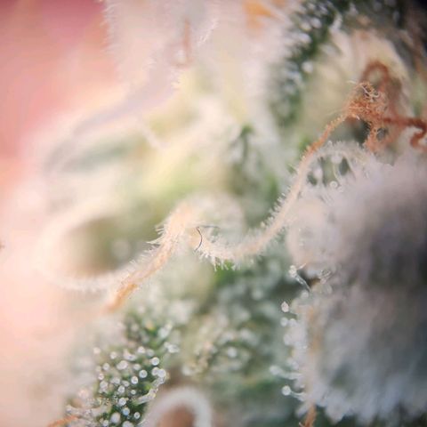 Humboldt Orange Creampop #1 growlog timeline photo